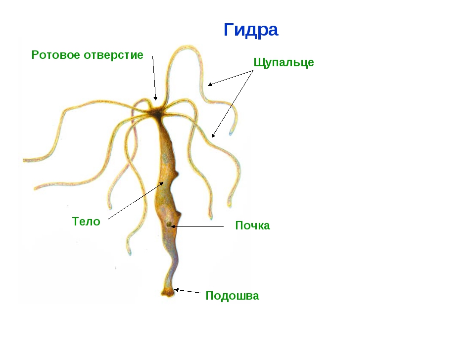 Настоящая ссылка на кракен