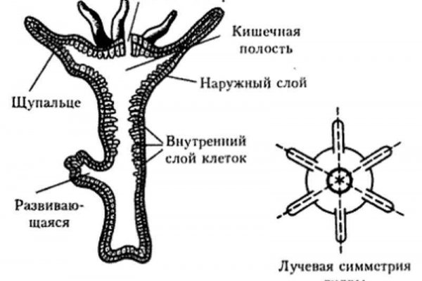 Kraken россия